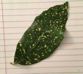 q what kind of plant is this leaf from
