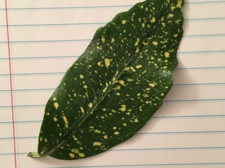 q what kind of plant is this leaf from