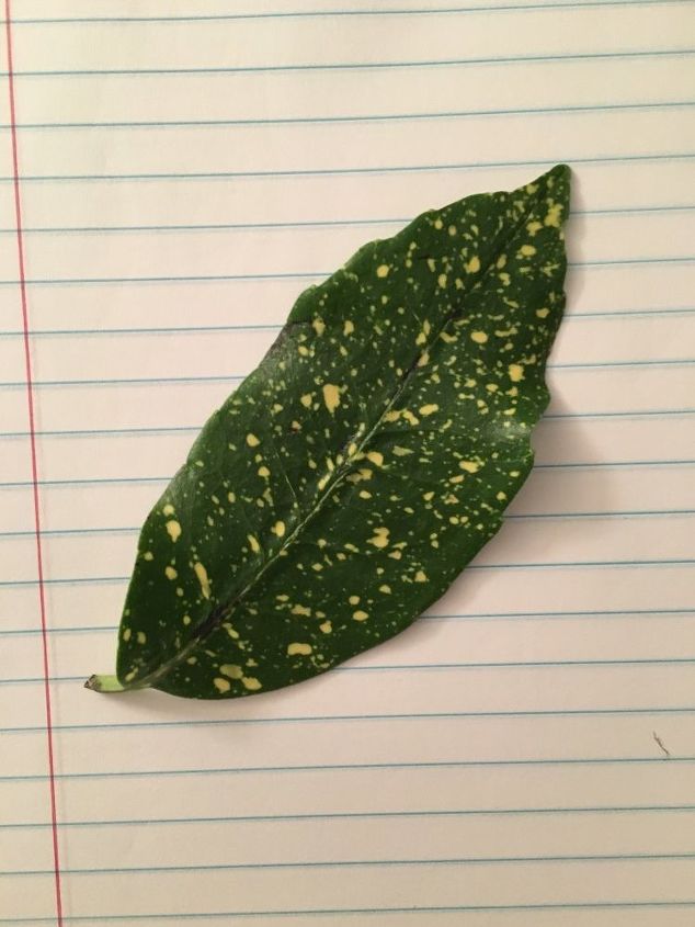 q what kind of plant is this leaf from