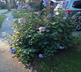 q should i cut back my hydrangea for the winter and if so when