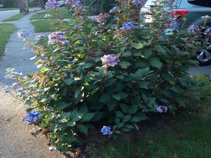 q should i cut back my hydrangea for the winter and if so when