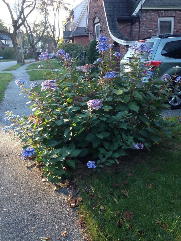 q should i cut back my hydrangea for the winter and if so when