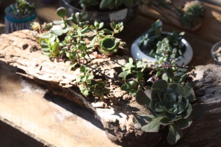 q what can i use to make small holes in walnut wood branches