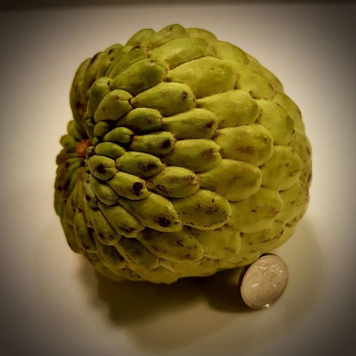 q custard apple size