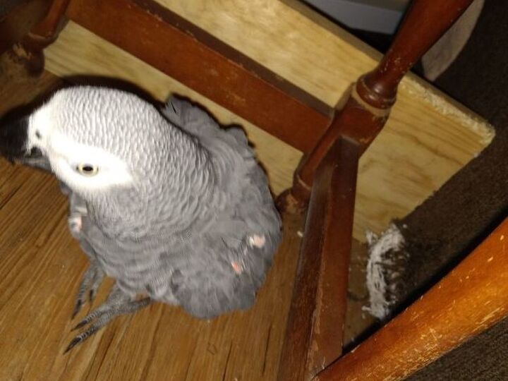 q what do fellow parrot owners do to protect their funiture