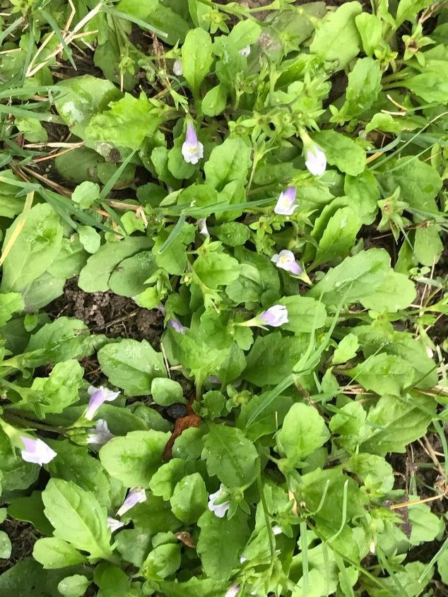 q please help me identify this perennial weed i have fought in my lawn