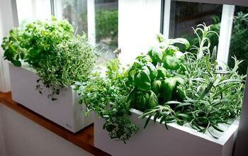  Cultive ervas dentro de casa