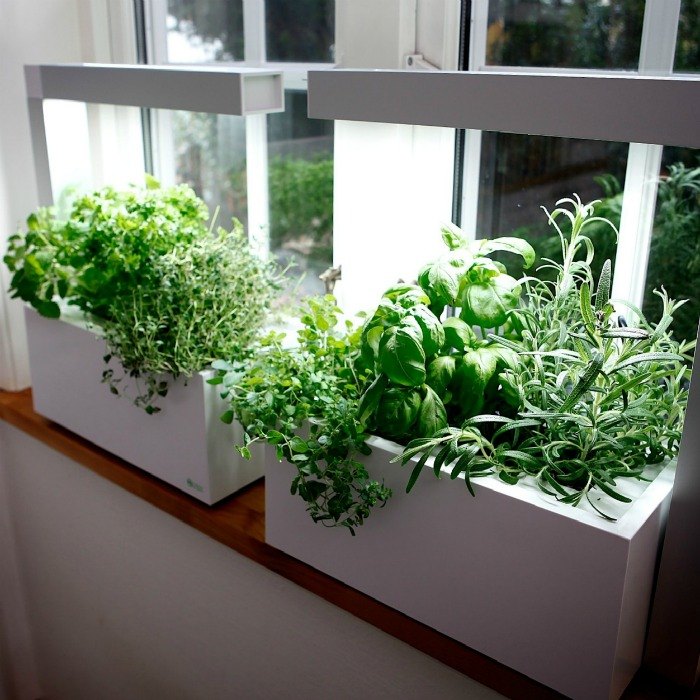 cultive ervas dentro de casa
