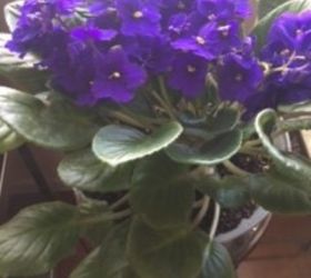 q african violet plant the leaves are curling