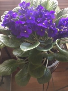 q african violet plant the leaves are curling