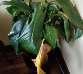 q why is this happening to my peace lilly