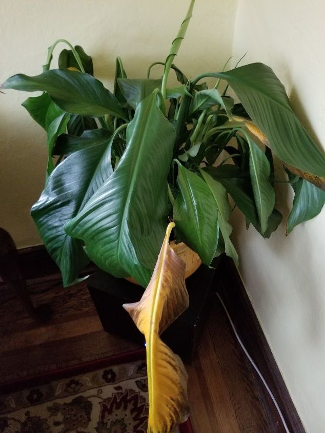 q why is this happening to my peace lilly