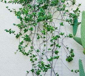Pruning & Shaping My Star Jasmine Vine In Fall
