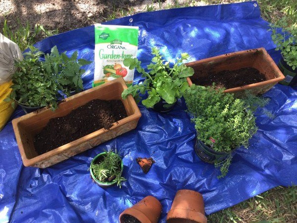 how to plant your own herb garden