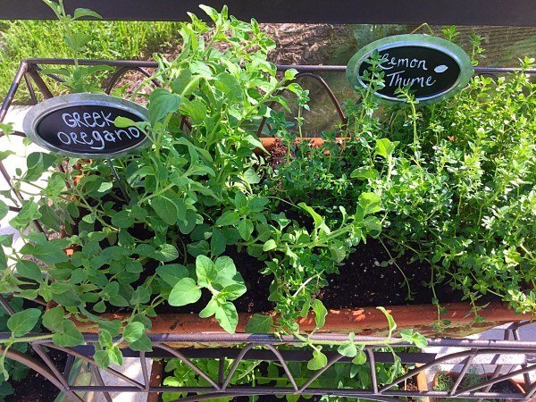 how to plant your own herb garden