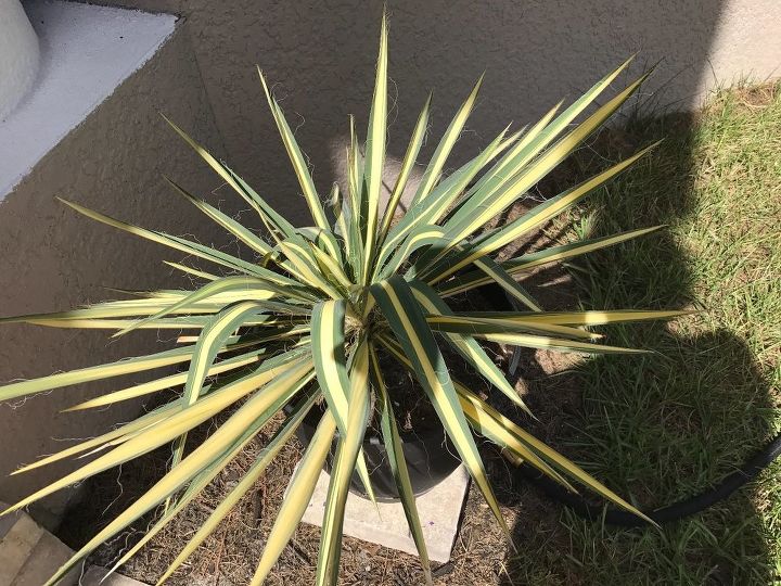 q does anyone know why my yucca color guard plants have drooping stems