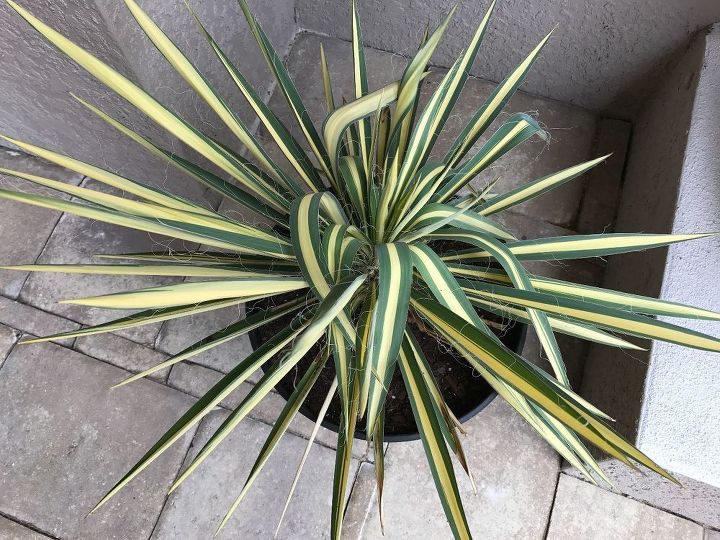 q does anyone know why my yucca color guard plants have drooping stems