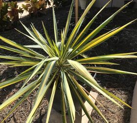 does anyone know why my yucca color guard plants have drooping stems