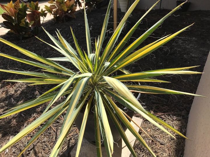 does anyone know why my yucca color guard plants have drooping stems