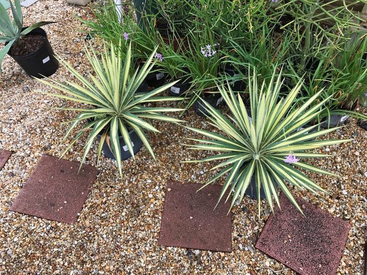 q does anyone know why my yucca color guard plants have drooping stems