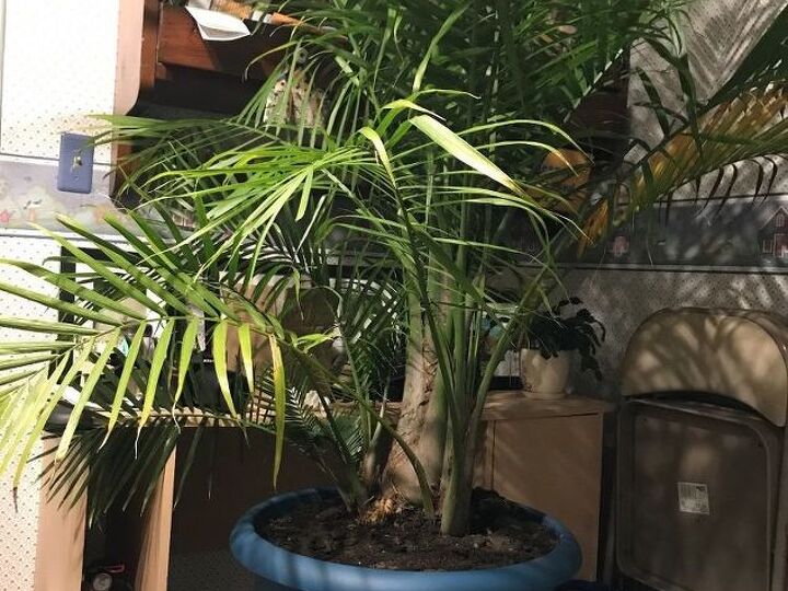 q we have a palm in our garden what do i need to do to bring it inside