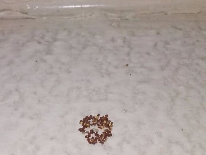 q are these some sort of bug eggs or