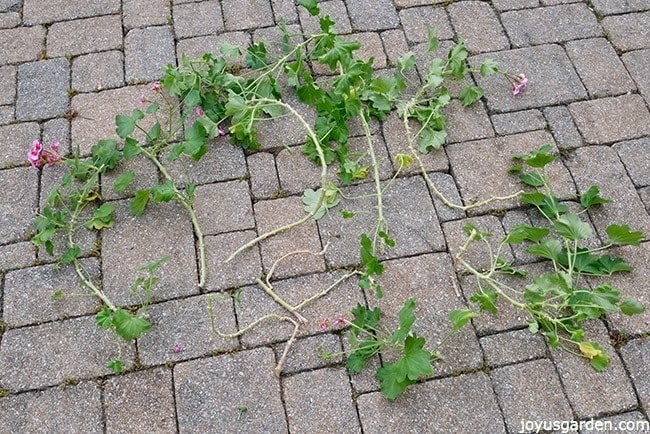 how to prune leggy overgrown geraniums