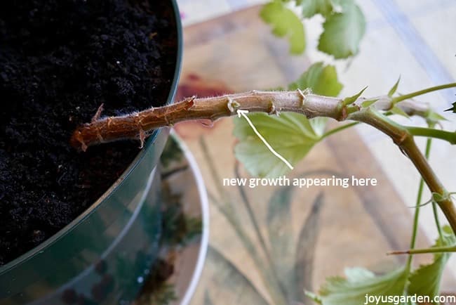 how to prune leggy overgrown geraniums