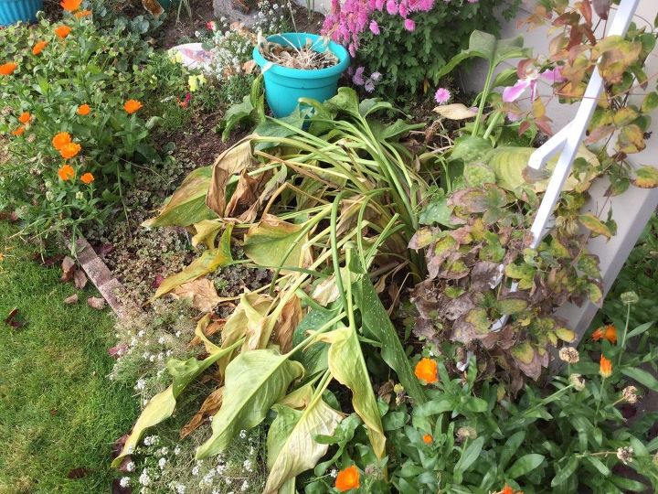 q peace lilies what to do for winter