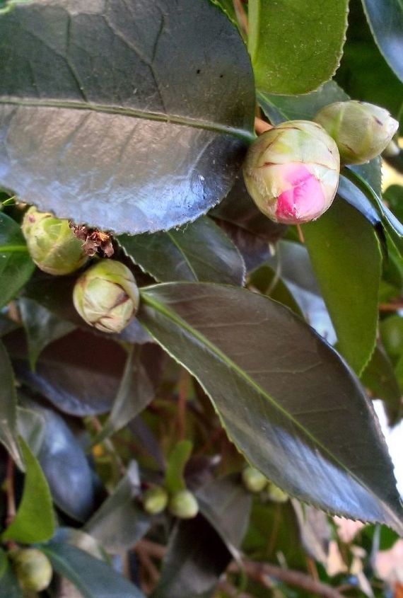 q what s this tree it s about 8 or so ft tall and has flowers in cooler