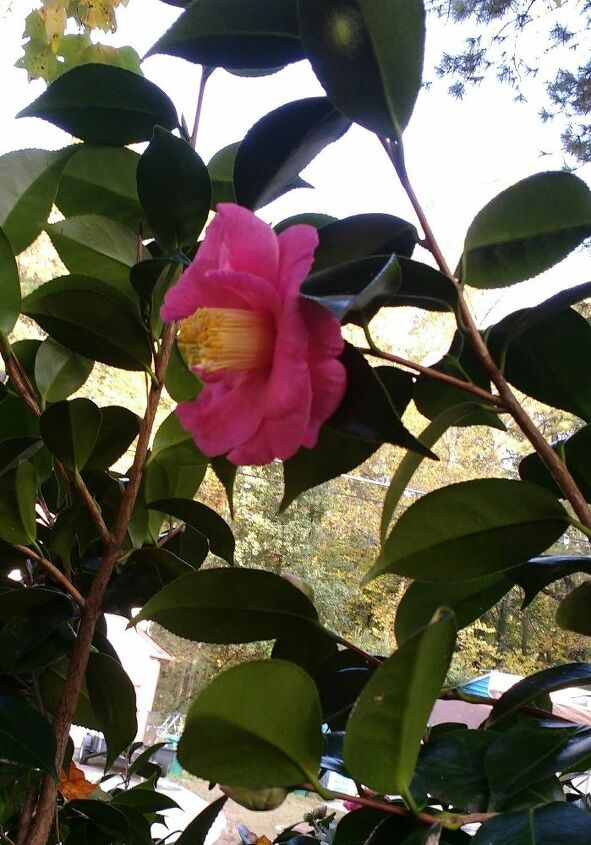 q what s this tree it s about 8 or so ft tall and has flowers in cooler