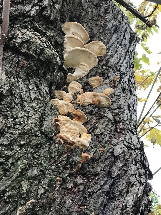 maple tree fungus is there a treatment