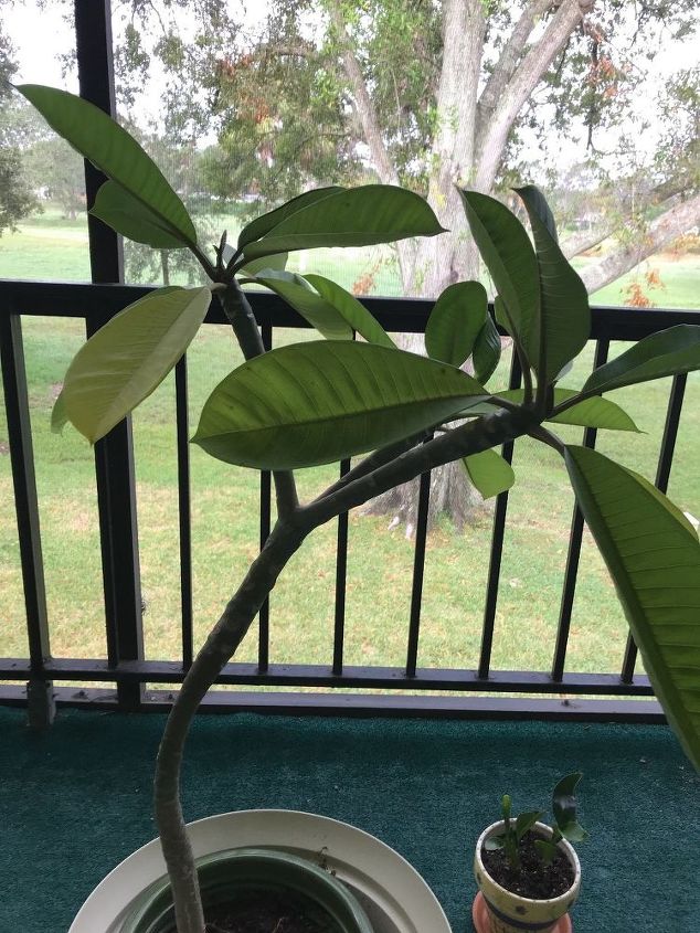 how do i avoid rust spots on my frangipani plant