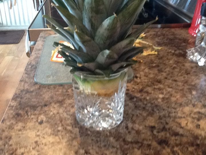 grow your own pineapple at home