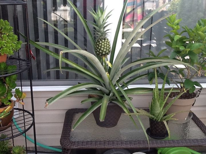 Cultiva tu propia piña en casa! | Hometalk
