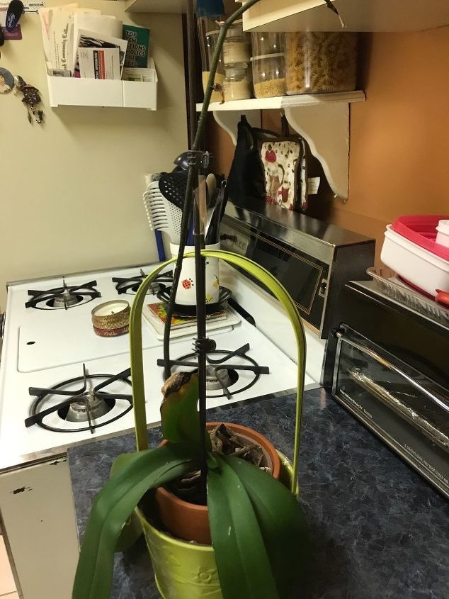 q i have 2 orchid plants they never seem to bloom