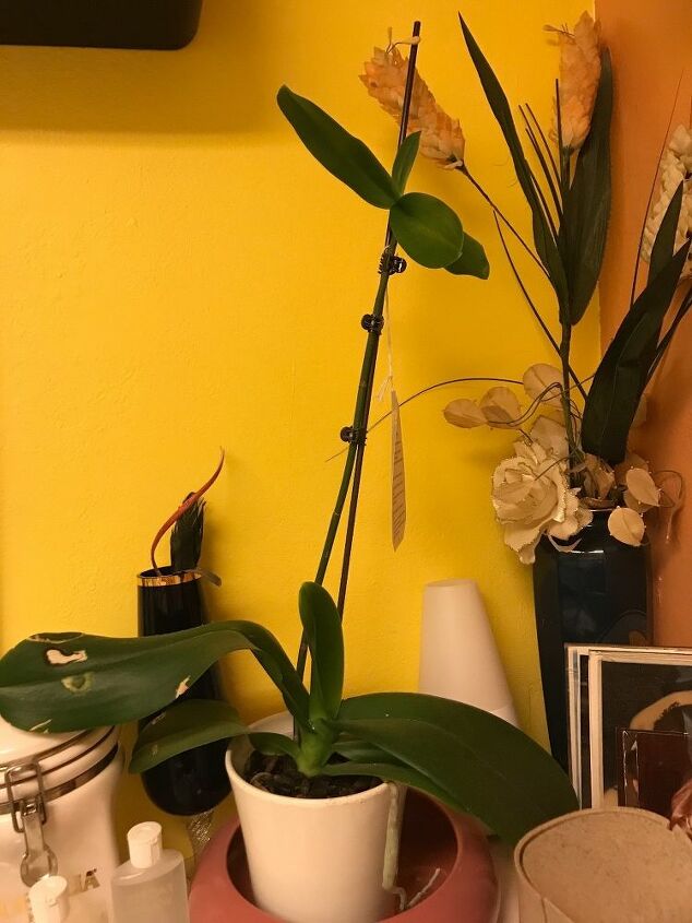 q i have 2 orchid plants they never seem to bloom