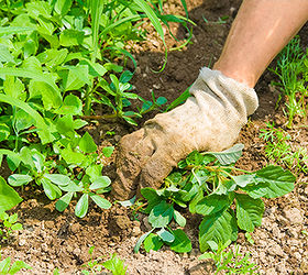 a verdade sobre o herbicida natural exposto, jardinagem