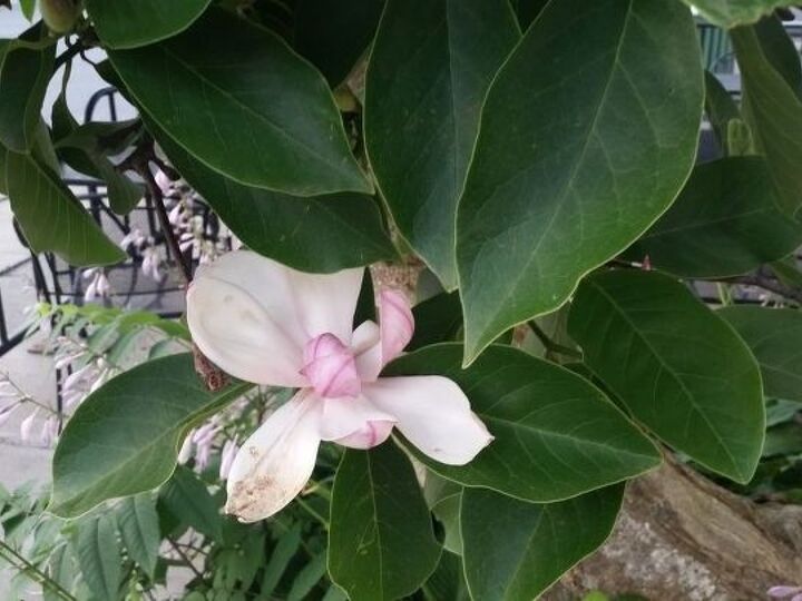 q trying to identify this flowering tree