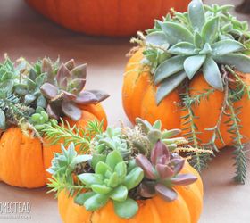 how to make mini pumpkin succulent planters, How to Make Mini Succulent Pumpkin Planters