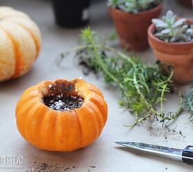 how to make mini pumpkin succulent planters
