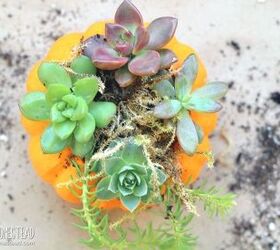 how to make mini pumpkin succulent planters
