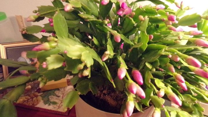 getting your christmas cactus to re bloom