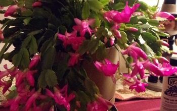 Getting Your Christmas Cactus to Re Bloom