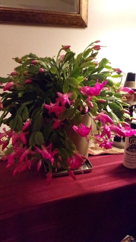 getting your christmas cactus to re bloom