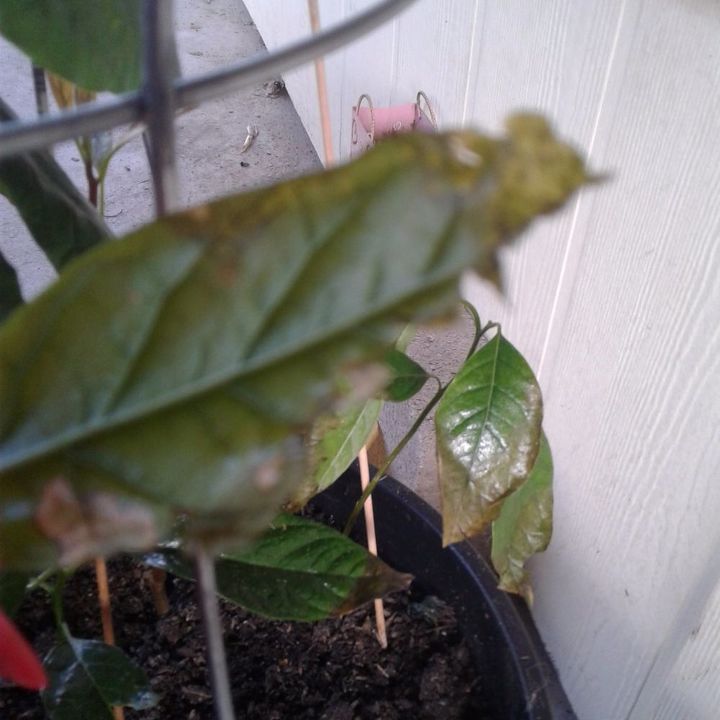 q something is earing my avocado plants i grew from pots help