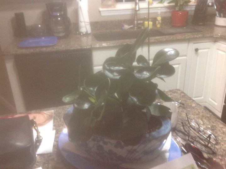 q wha are the long stems on this plant