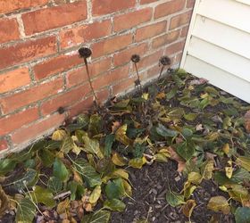 Pruning???? How/ Where to cut perennials? Hometalk