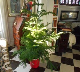 q how to care for norfolk pine
