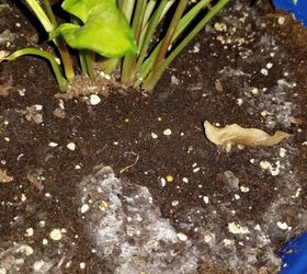 mold on the dirt in my house plants